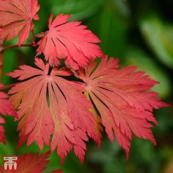 Acer Japonicum 'Aconitifolium' -Garden Central Sales Store TKA3062 ACER 3