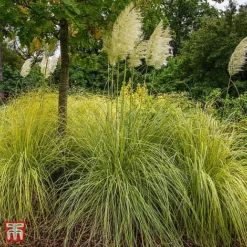 Cortaderia Selloana 'Gold Minipampas'