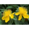 Hypericum Calycinum 'Carnival'