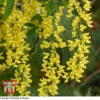 Laburnum X Watereri 'Vossii'