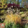 Miscanthus Sinensis 'Graziella'