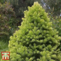 Picea Glauca Var. Albertiana 'J.W. Daisy's White'