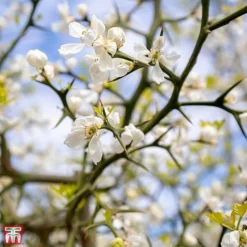 Citrus Trifoliata -Garden Central Sales Store TKA3374 CITR 3