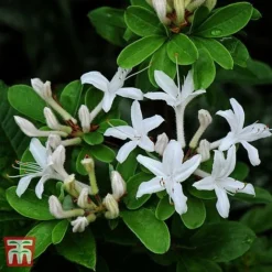 Rhododendron Viscosum -Garden Central Sales Store TKA3432 RHOD 1