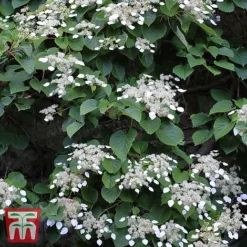 Schizophragma Integrifolium 'Windmills'