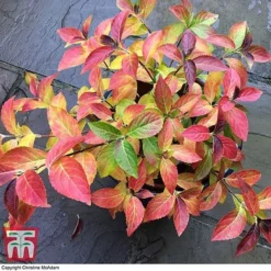 Hydrangea 'Runaway Bride' -Garden Central Sales Store TM HYDRA TKA1041 2