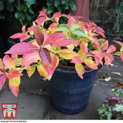 Hydrangea 'Runaway Bride' -Garden Central Sales Store TM HYDRA TKA1041