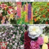 Perennial Saver Collection