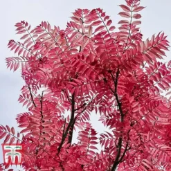 Toona Sinensis 'Flamingo' -Garden Central Sales Store TOON tka3632 A