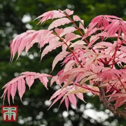 Toona Sinensis 'Flamingo'