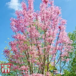 Toona Sinensis 'Flamingo' -Garden Central Sales Store TOON tka3632 D