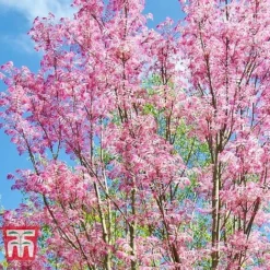 Toona Sinensis 'Flamingo' -Garden Central Sales Store TOON tka3632 E