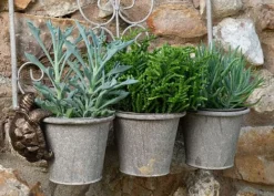 Antique Bronze Coloured Tortoise Pot Buddy - Pot Hanger -Garden Central Sales Store TORTOISE20 20HANGING20POTS20120 20CROPPED20 20PB0018