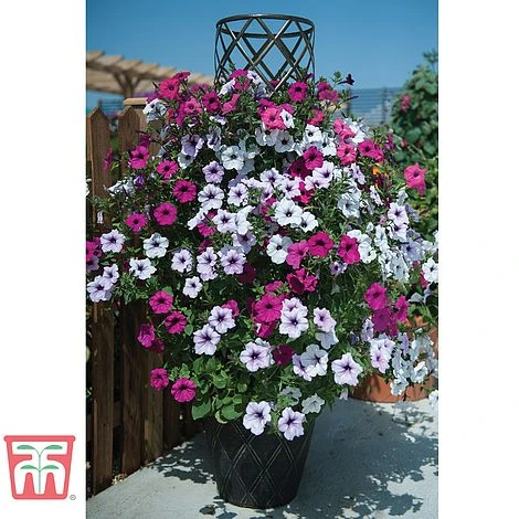 Black & Gold Tower Pot™ 4 Black & Gold Tower Pot™ - Image 4