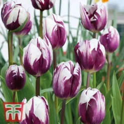 Tulip Patio Mix -Garden Central Sales Store TPC TM3