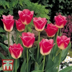 Tulip Patio Mix -Garden Central Sales Store TPC TM4