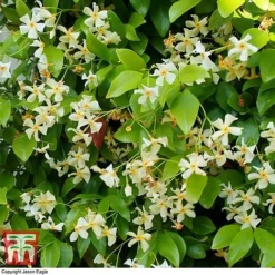 Trachelospermum Jasminoides 'Star Of Toscana'