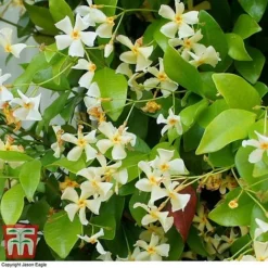 Trachelospermum Jasminoides 'Star Of Toscana' -Garden Central Sales Store TRAC T71895 B