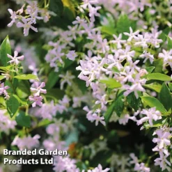 Trachelospermum Trio -Garden Central Sales Store TRAC PINKYWING L21451