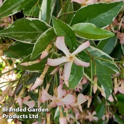 Trachelospermum Jasminoides 'Star Of Milano' -Garden Central Sales Store TRAC STARMILAN S50989