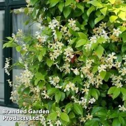 Trachelospermum Trio -Garden Central Sales Store TRAC STAROFTOS T40591