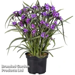 Tradescantia 'JS&reg; Brainstorm' -Garden Central Sales Store TRAD BRAINSTOR H41253