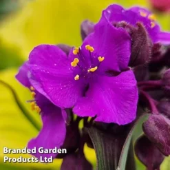 Tradescantia 'JS&reg; Brainstorm' -Garden Central Sales Store TRAD BRAINSTOR H41254