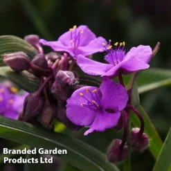 Tradescantia 'JS&reg; Brainstorm' -Garden Central Sales Store TRAD BRAINSTOR H41255