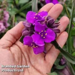 Tradescantia 'JS&reg; Brainstorm' -Garden Central Sales Store TRAD BRAINSTOR H41260