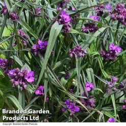 Tradescantia 'JS&reg; Brainstorm' -Garden Central Sales Store TRAD BRAINSTOR T50080