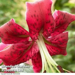 Soaring Tree Lily Collection -Garden Central Sales Store TREE KB3975 C