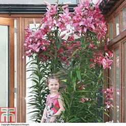 Tree Lily Collection -Garden Central Sales Store TREE P89622 A h1