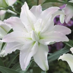 Tree Lily 'Crystal' Collection -Garden Central Sales Store TREE P92242 A