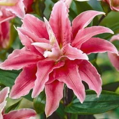 Tree Lily 'Crystal' Collection -Garden Central Sales Store TREE P92243 A