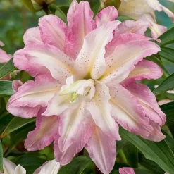 Tree Lily 'Crystal' Collection -Garden Central Sales Store TREE P92244 A