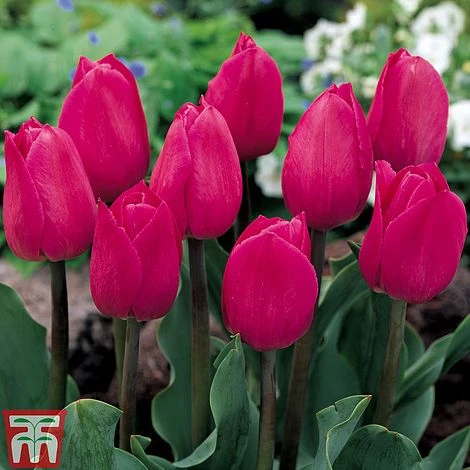 Tulip 'Barcelona' 2 Tulip 'Barcelona' - Image 2