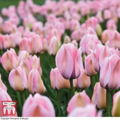 Tulip 'Bella Blush'