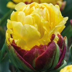 Tulip 'Ice Cream Duo' -Garden Central Sales Store TULI KB1641 C