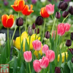 Tulip 'Full Border Mix' -Garden Central Sales Store TULI T71447 A