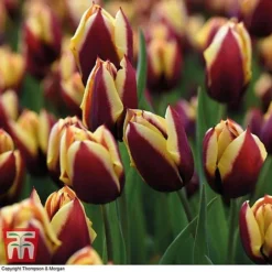 Tulip 'Striped Mix' -Garden Central Sales Store TULI TKA7174 C
