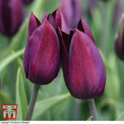 Tulip 'Striped Mix' -Garden Central Sales Store TULI TKA7174 D