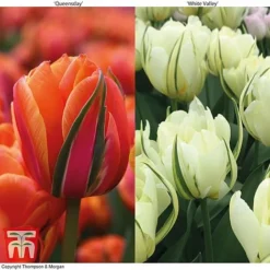 Tulip 'Queensday' And 'White Valley' Collection