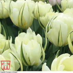 Tulip 'Queensday' And 'White Valley' Collection -Garden Central Sales Store TULI TKA7206 C