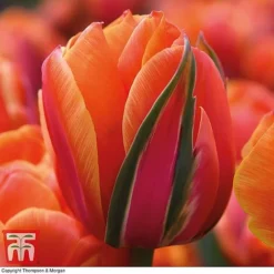 Tulip 'Queensday' And 'White Valley' Collection -Garden Central Sales Store TULI TKA7206 D