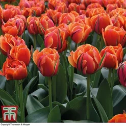 Tulip 'Queensday' And 'White Valley' Collection -Garden Central Sales Store TULI TKA7206 E