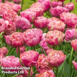 Tulip 'Royal Palace Doubles' Collection -Garden Central Sales Store TULI AMAZGRACE S49765