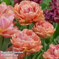 Tulip 'Royal Palace Doubles' Collection -Garden Central Sales Store TULI COPPERIMA S497741
