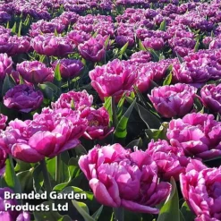 Tulip 'Royal Palace Doubles' Collection -Garden Central Sales Store TULI DOUBLEFLA S49781