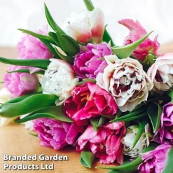 Spring Bulb Bumper Pack -Garden Central Sales Store TULI FLORISTST L38162w