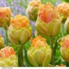 Tulip 'Le Lavandou&reg'